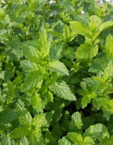 Mentha spicata Moroccan - Vue d'ensemble