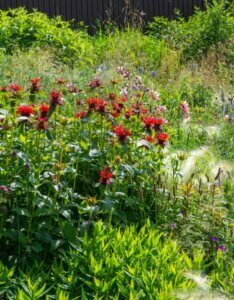 Monarda didyma Cambridge Scarlet - Vue d'ernsemble