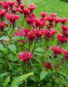 Monarda didyma Cambridge Scarlet - Fleurs