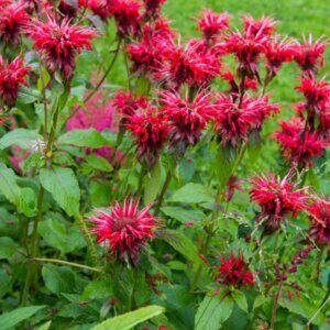 Monarda didyma Cambridge Scarlet - Fleurs