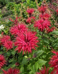Monarda didyma Cambridge Scarlet - Fleurs