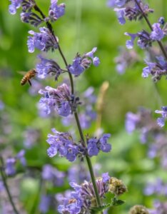 Nepeta faassenii Walker's Low - Fleur