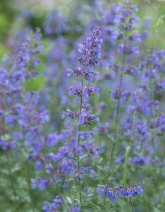 Nepeta faassenii Walker's Low - Fleurs