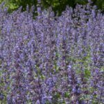 Nepeta faassenii Walker's Low - Vue d'ensemble
