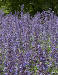 Nepeta faassenii Walker's Low - Vue d'ensemble
