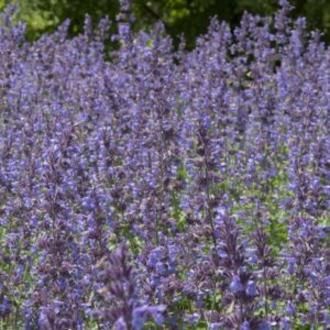 Nepeta faassenii Walker's Low - Vue d'ensemble
