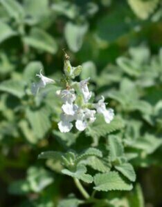 Nepeta racemosa Snowflake - Fleur