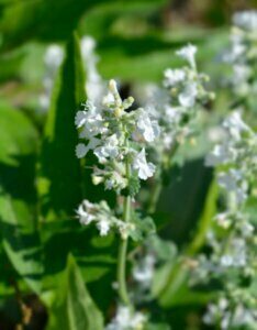 Nepeta racemosa Snowflake - Fleur