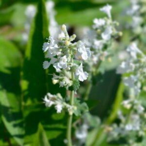 Nepeta racemosa Snowflake - Fleur