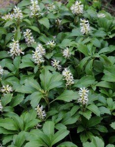 Pachysandra terminalis - Vue d'ensemble