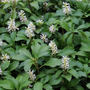 Pachysandra terminalis - Vue d'ensemble