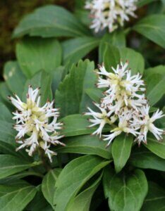 Pachysandra terminalis - Fleurs