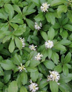Pachysandra terminalis - Vue d'ensemble