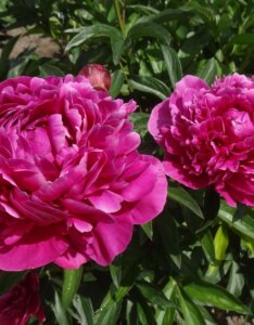 Paeonia lactiflora Karl Rosenfield - Fleurs