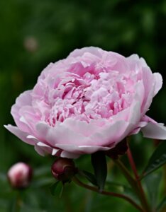 Paeonia lactiflora Sarah Bernhardt - Fleur