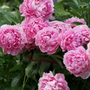 Paeonia lactiflora Sarah Bernhardt - Vue d'ensemble