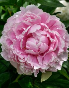 Paeonia lactiflora Sarah Bernhardt - Fleur