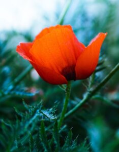 Papaver orientale Brilliant - Fleur