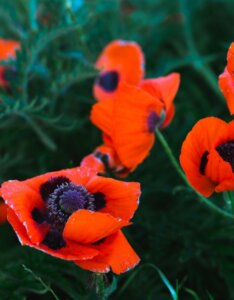 Papaver orientale Brilliant - Fleurs