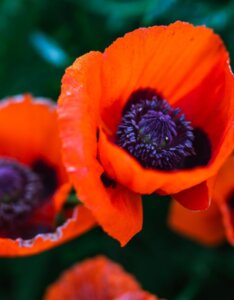 Papaver orientale Brilliant - Fleurs