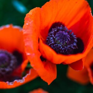 Papaver orientale Brilliant - Fleurs