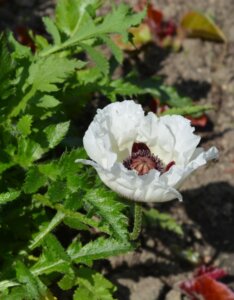 Papaver orientale Royal Wedding - Fleur