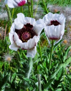 Papaver orientale Royal Wedding - Vue d'ensemble