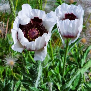 Papaver orientale Royal Wedding - Vue d'ensemble