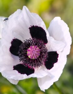 Papaver orientale Royal Wedding - Fleur