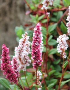 Persicaria affinis Darjeeling Red - Fleurs