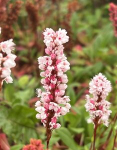 Persicaria affinis Darjeeling Red - Fleur