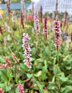 Persicaria affinis Darjeeling Red - Vue d'ensemble
