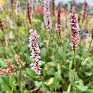 Persicaria affinis Darjeeling Red - Vue d'ensemble