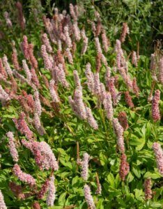 Persicaria affinis Donald Lowndes - Vue d'ensemble
