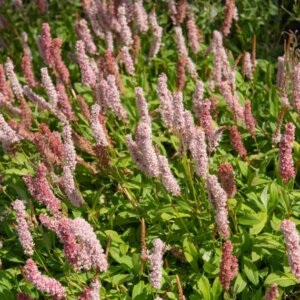 Persicaria affinis Donald Lowndes - Vue d'ensemble
