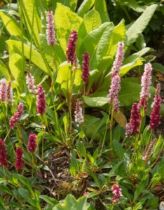 Persicaria affinis Superba - Fleurs