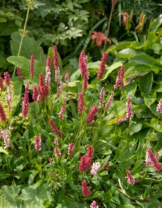 Persicaria affinis Superba - Vue d'enesmble