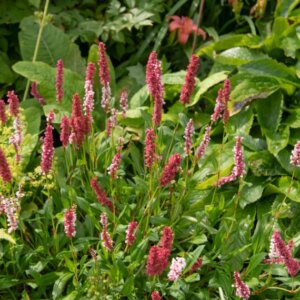Persicaria affinis Superba - Vue d'enesmble