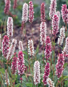 Persicaria affinis Superba - Fleurs