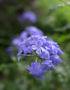 Phlox paniculata Blue Paradise - Fleurs