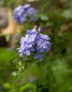 Phlox paniculata Blue Paradise - Fleurs