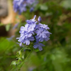 Phlox paniculata Blue Paradise - Fleurs