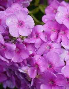 Phlox paniculata Bright Eyes - Fleurs