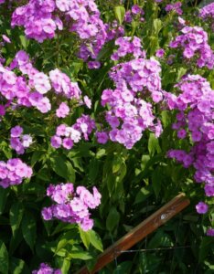 Phlox paniculata Bright Eyes - Vue d'ensemble