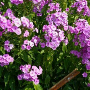 Phlox paniculata Bright Eyes - Vue d'ensemble