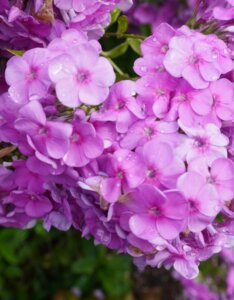 Phlox paniculata Bright Eyes - Fleurs