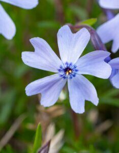 Phlox subulata Cushion Blue - Fleur