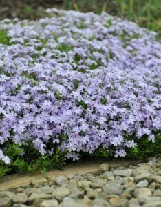 Phlox subulata Cushion Blue - Vue d'ensemble