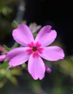 Phlox moerheimii - fleurs