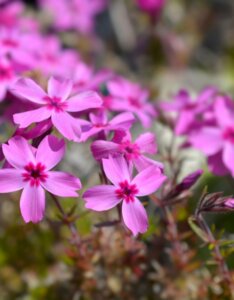 Phlox moerheimii - fleurs